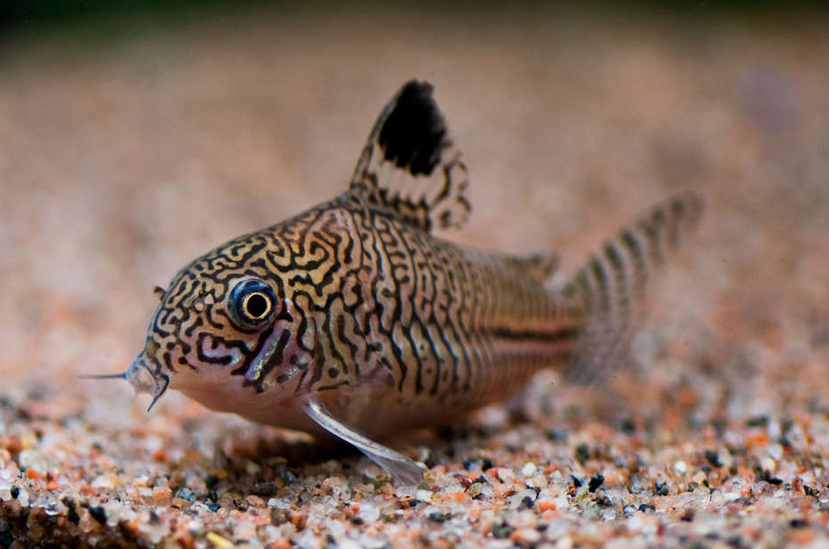 Corydoras trilineatus