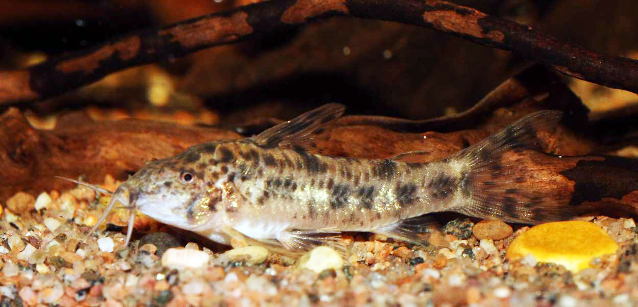 Aspidoras cf. rochai