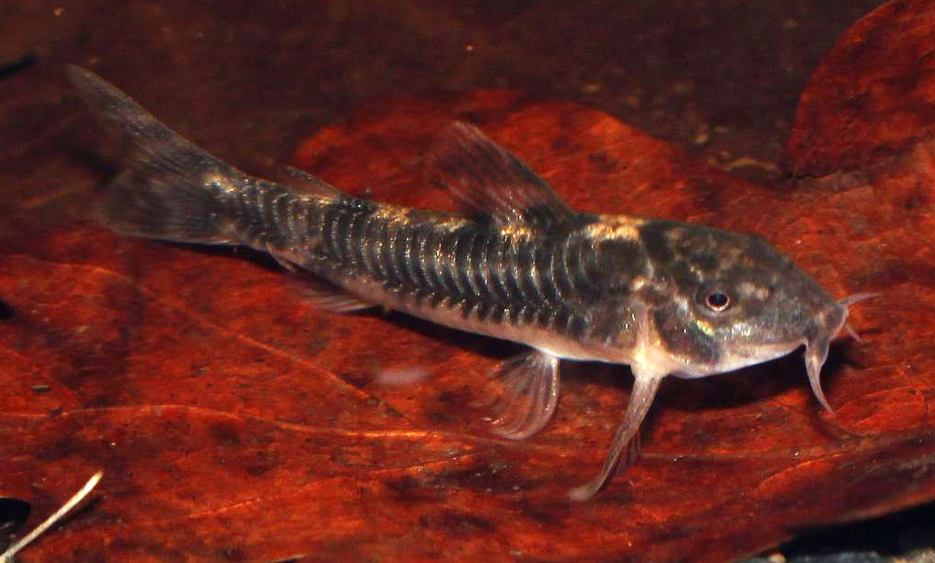 Aspidoras spilotus