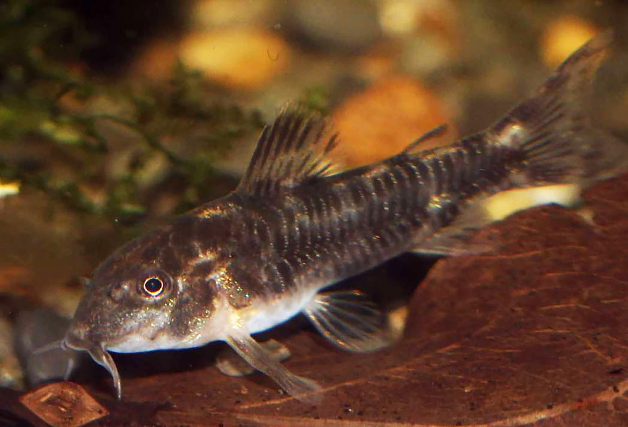 Aspidoras spilotus