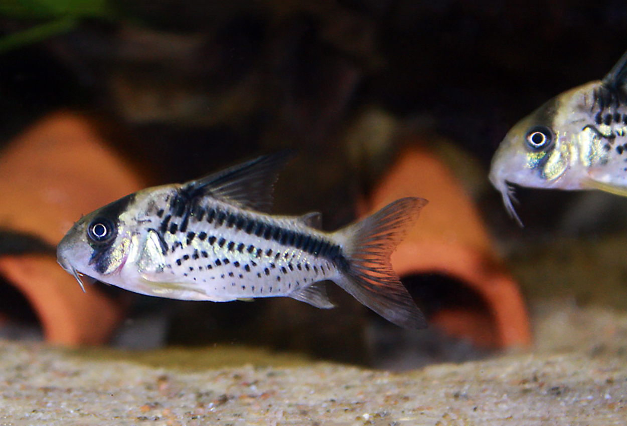 Corydoras loxozonus