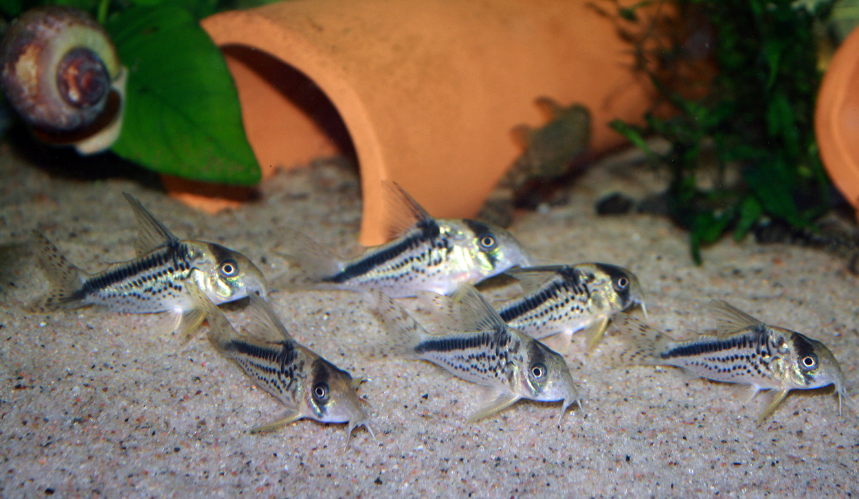 Corydoras loxozonus