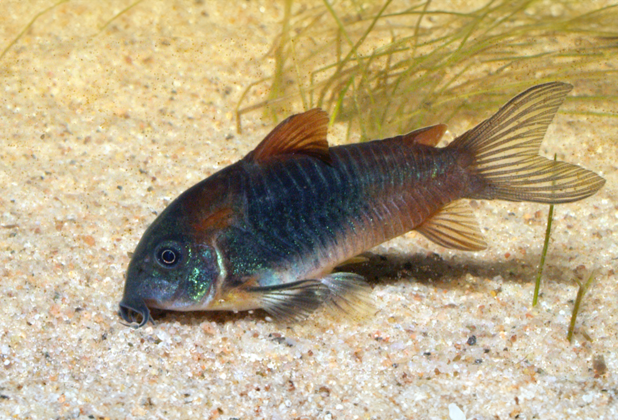 Corydoras venezuleanus