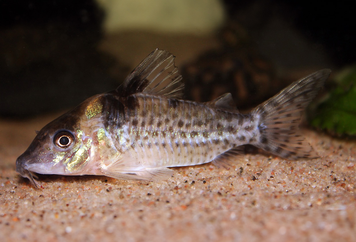 Corydoras blochi
