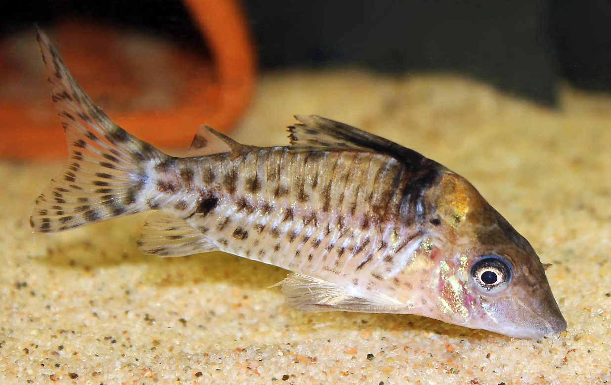 Corydoras blochi