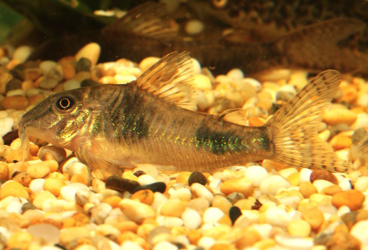 Corydoras ellisae