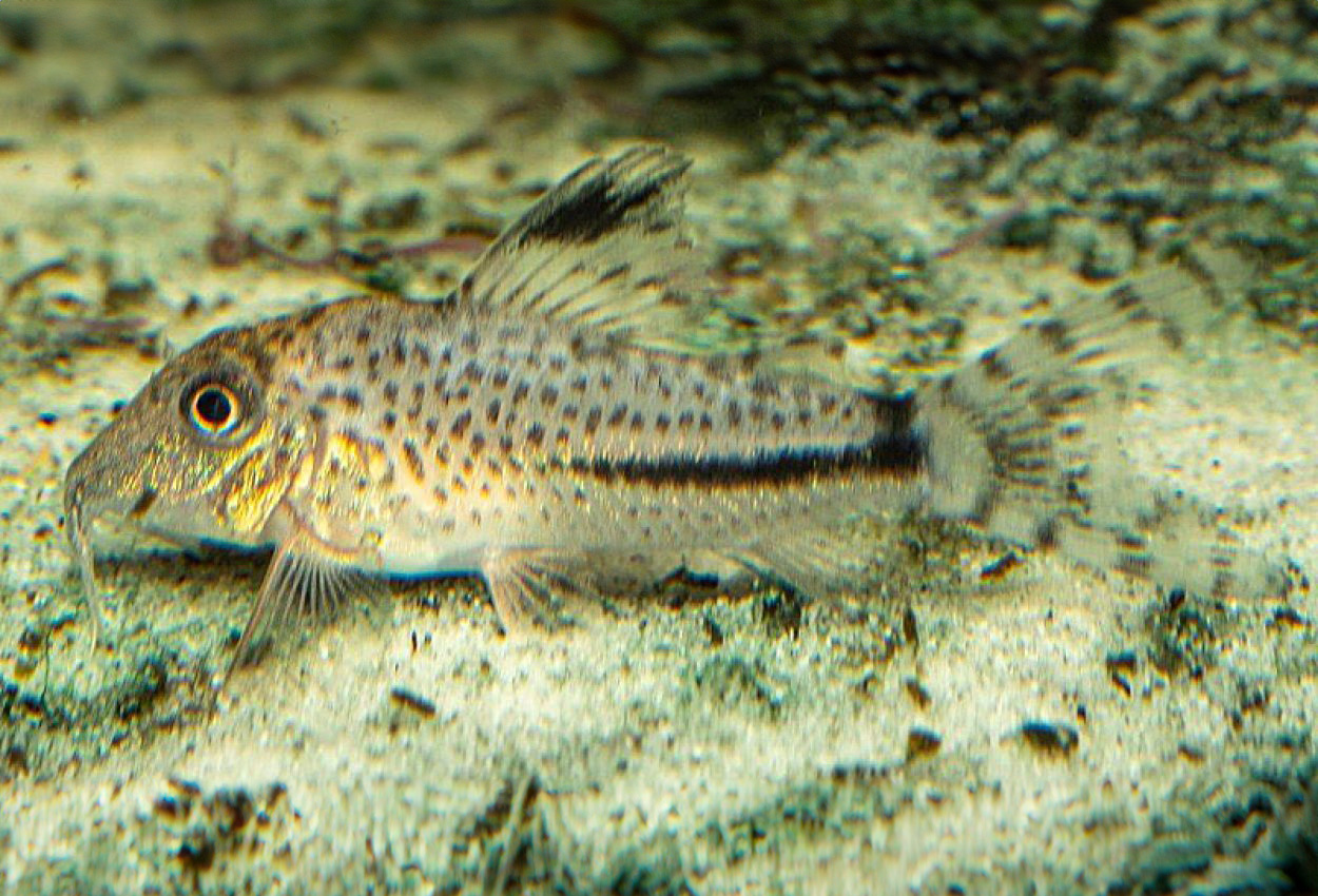 Corydoras fulleri