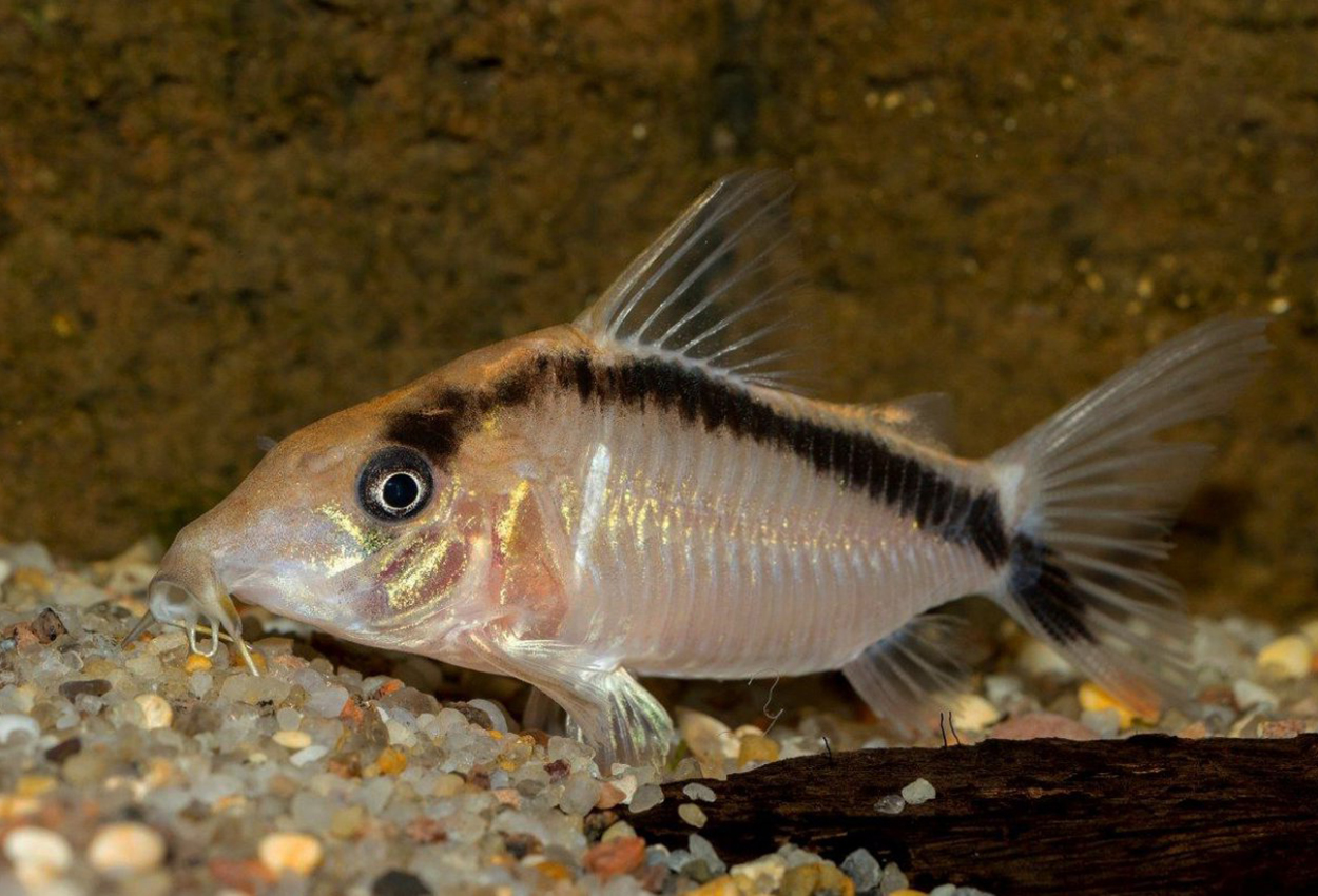 Corydoras sp. 'CW006'