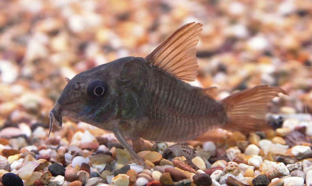 Corydoras concolor