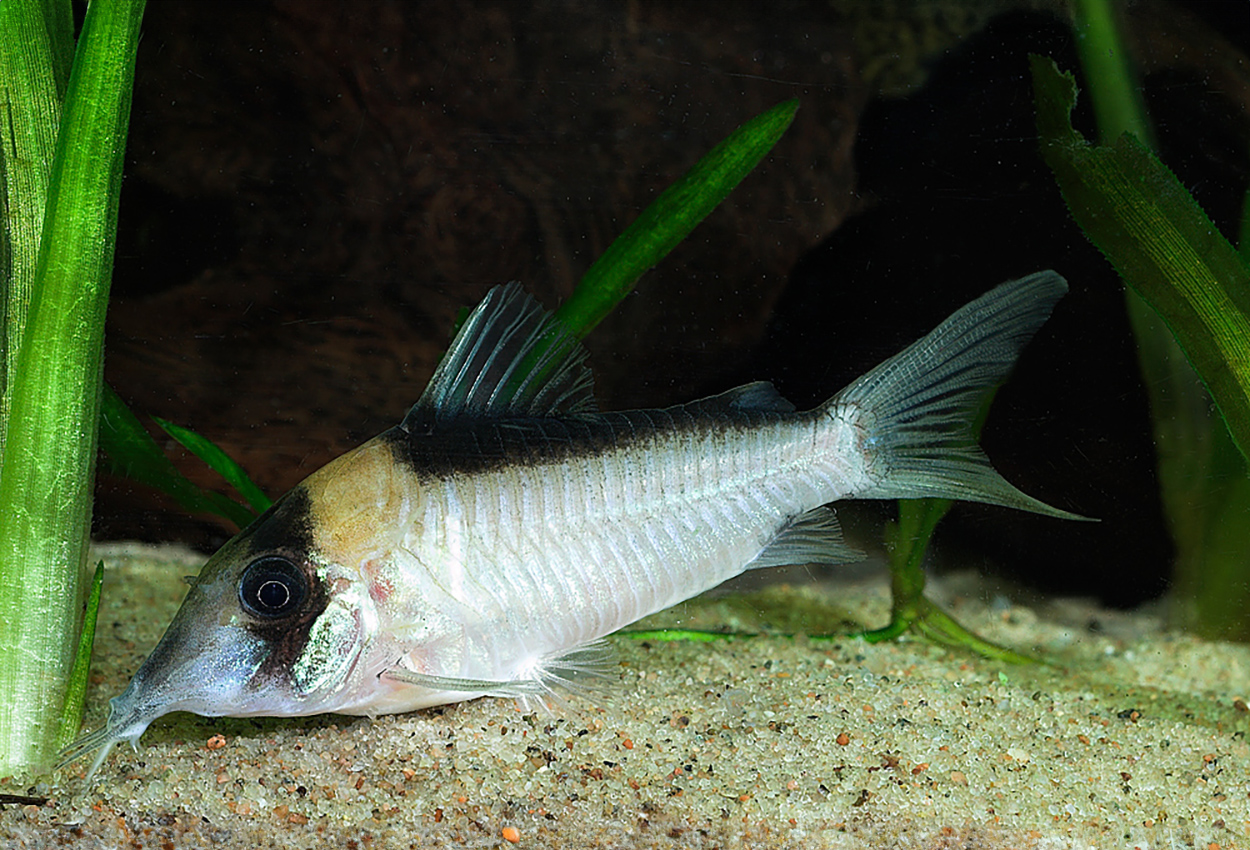Corydoras imitator