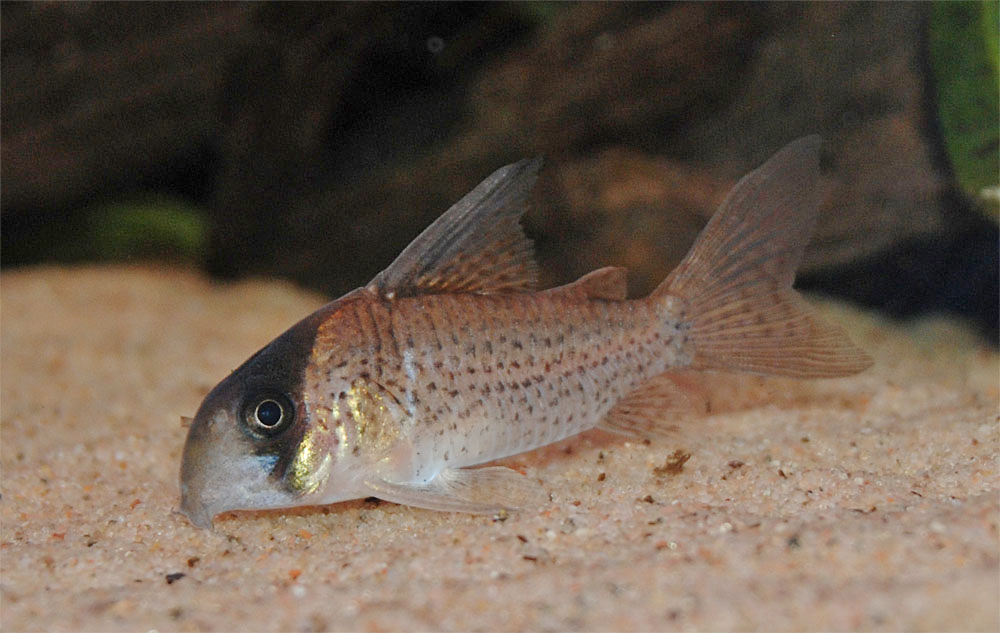 Corydoras kanei