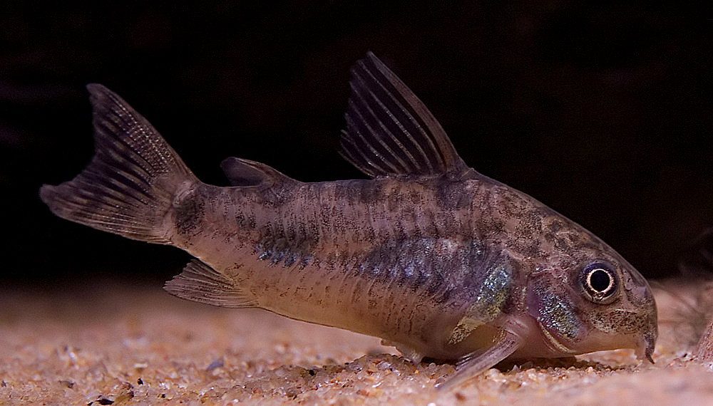 Corydoras paleatus