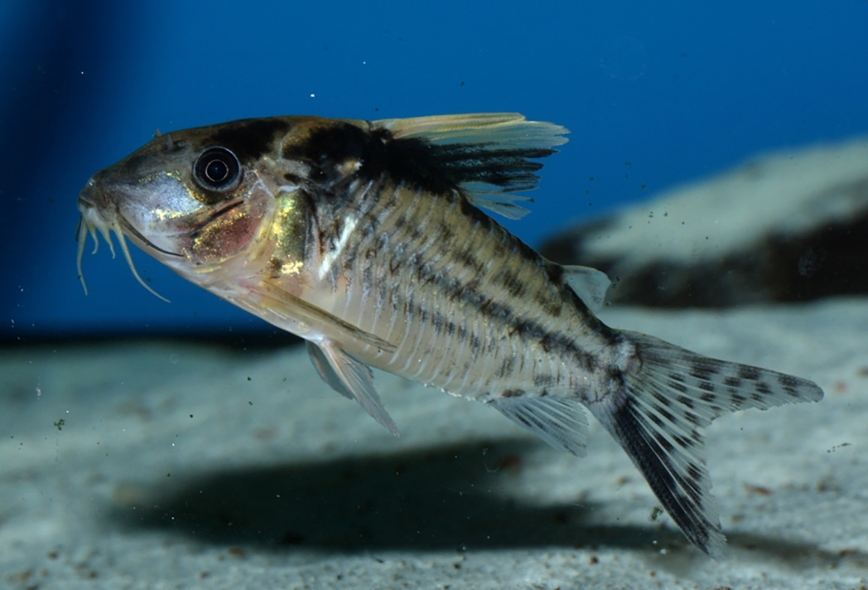 Corydoras robustus