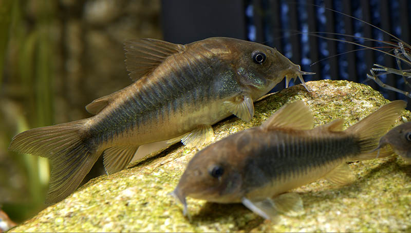 Corydoras schultzei