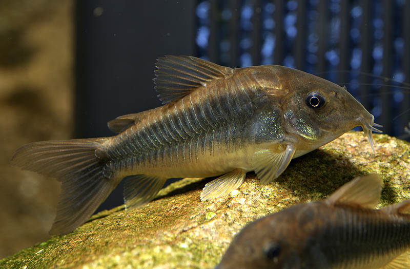 Corydoras schultzei