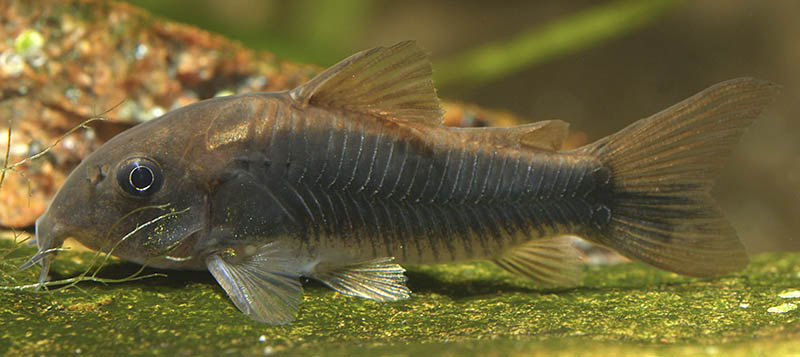 Corydoras schultzei