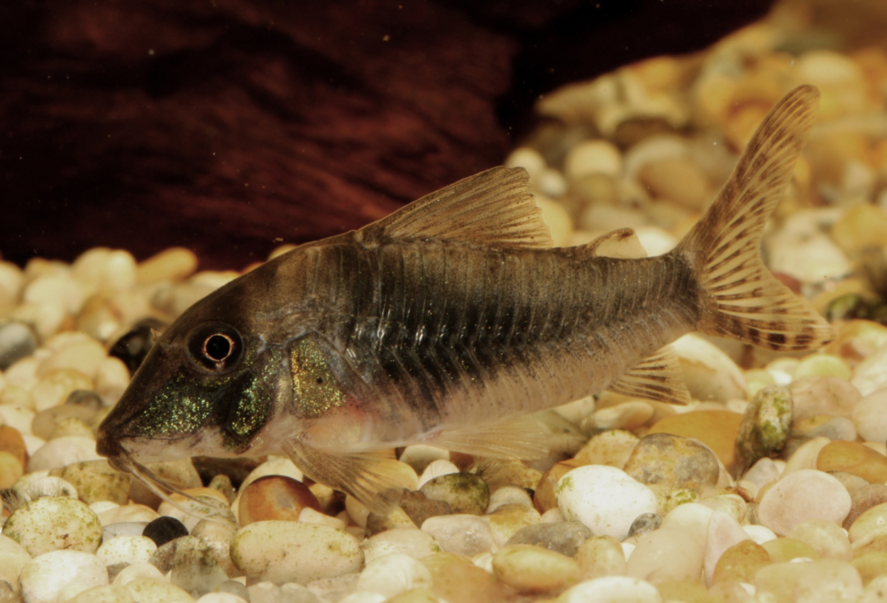 Corydoras septentrionalis