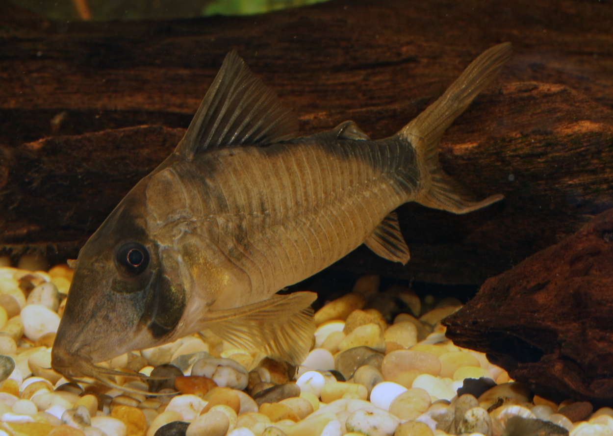 Corydoras septentrionalis
