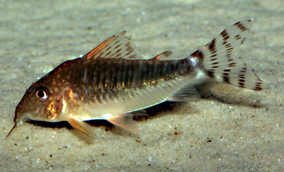 Corydoras seussi
