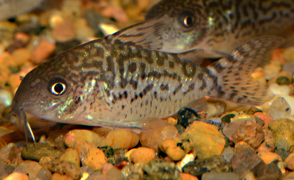 Corydoras sodalis