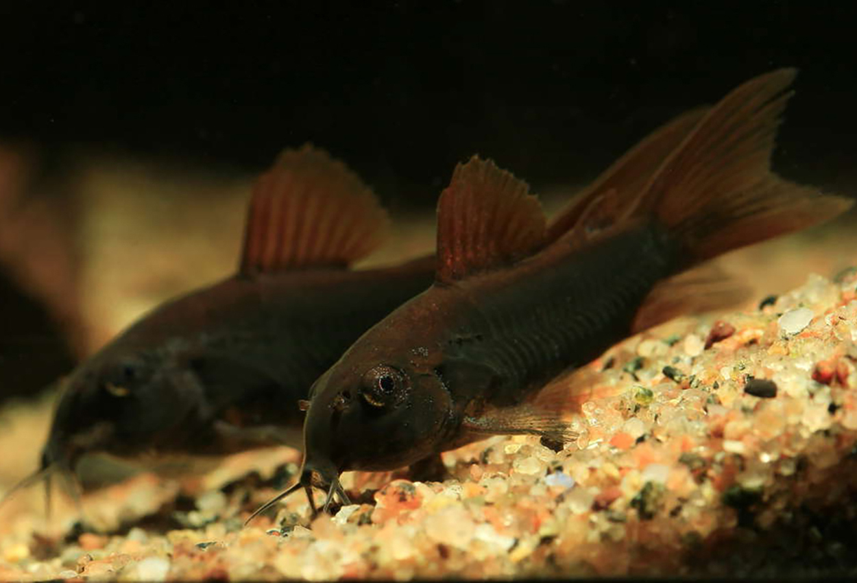 Corydoras aeneus 'black'