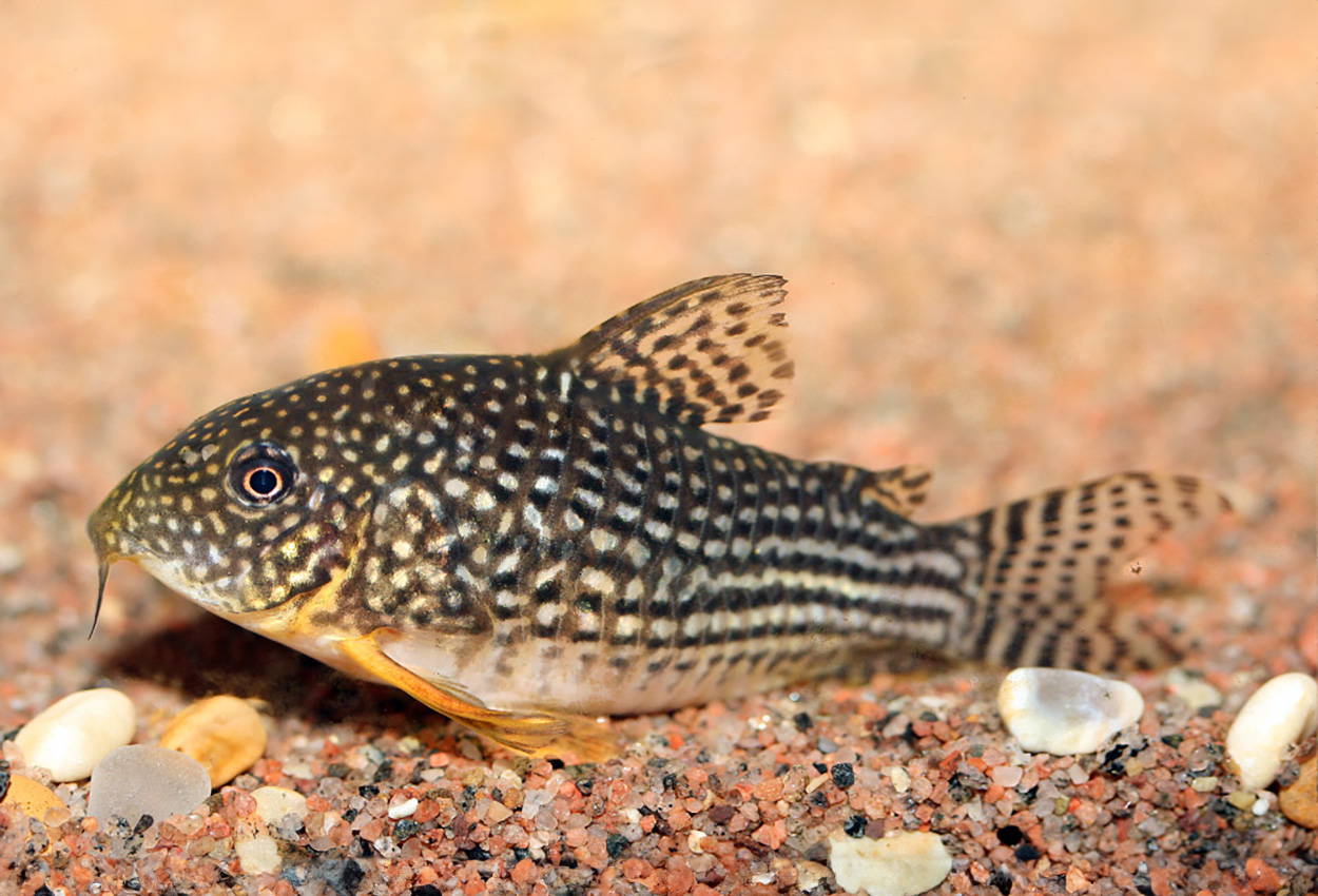 Sterbas pansermalle