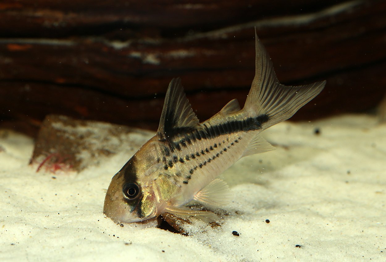 Deckers corydoras
