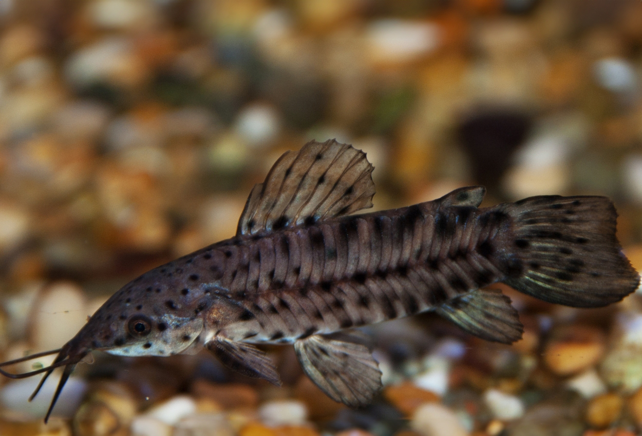 Megalechis thoracata