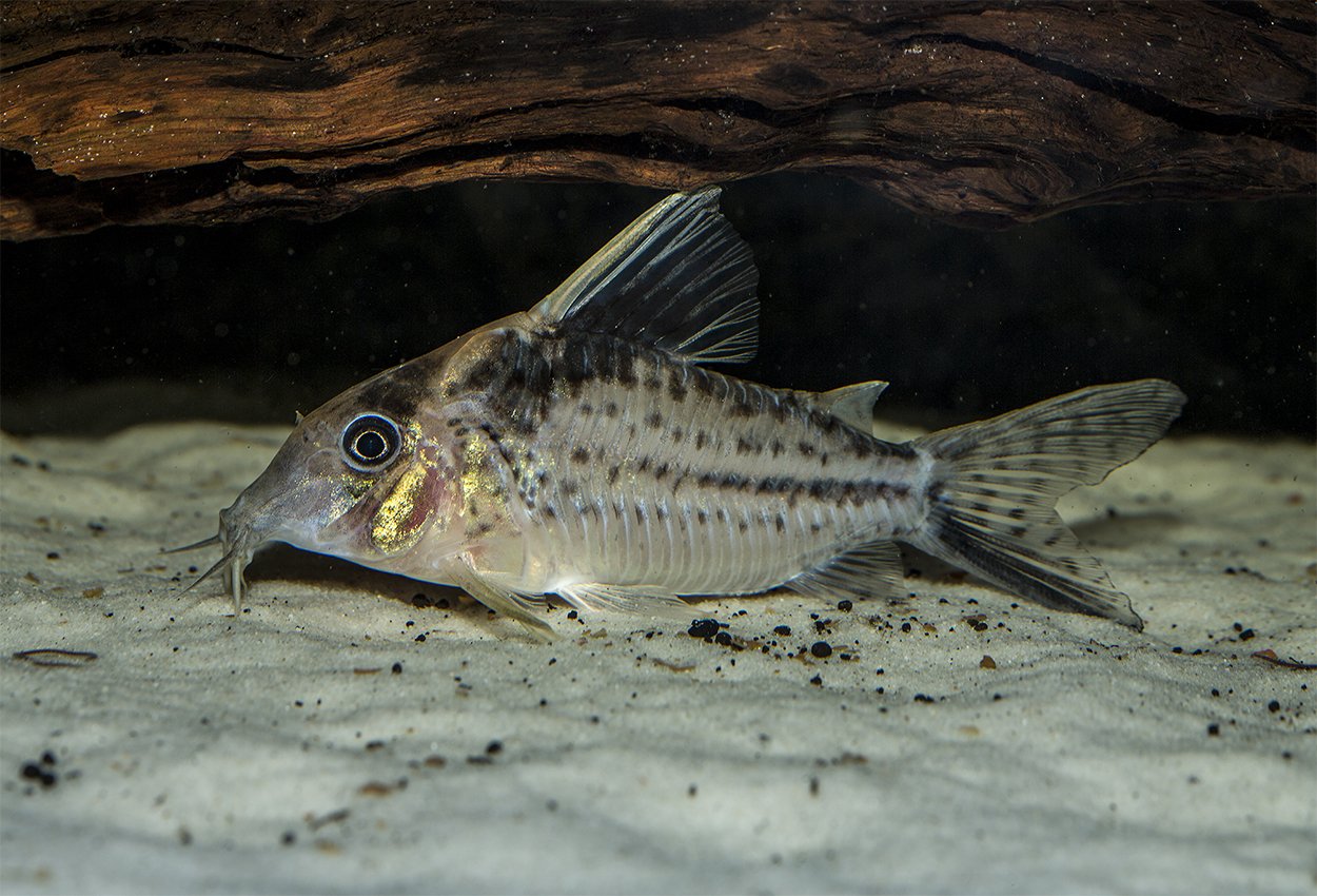 Robustus pansarmal