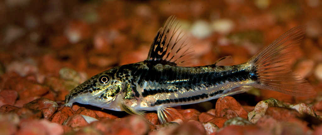 Scleromystax sp. 'C113'