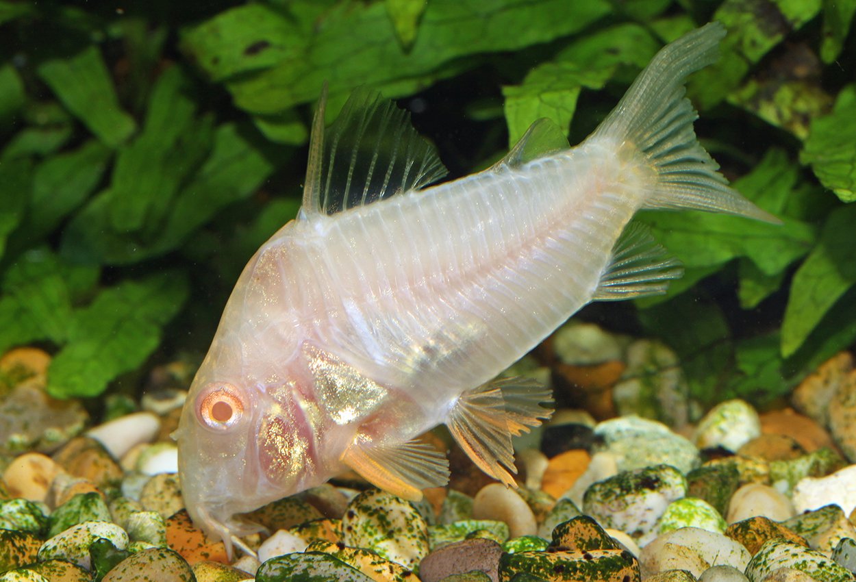 Albino Sterbai Pansarfal