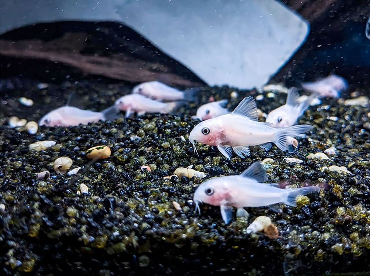Corydoras panda "Snow White"