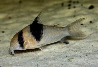 Corydoras sp. 'CW049'