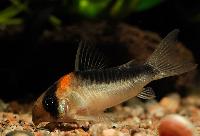 Corydoras duplicareus