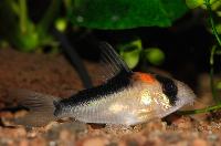 Corydoras duplicareus