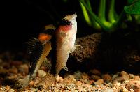 Corydoras duplicareus