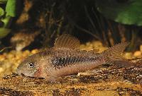 Corydoras aeneus