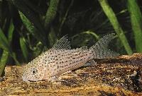 Corydoras araguaiaensis