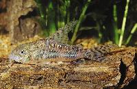 Corydoras paleatus