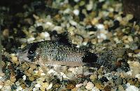 Corydoras panda