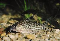 Corydoras reticulatus