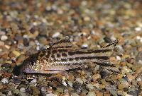 Corydoras robinae