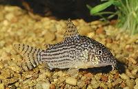 Corydoras sterbai