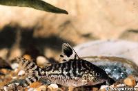 Corydoras reticulatus,  Peru o Brasilien