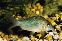 Corydoras splendens