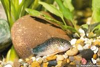 Corydoras similis, Brasilien