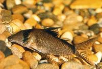 Corydoras simulatus, Meta system Colombia
