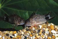 Corydoras caudimaculatus