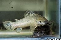 Megalechis thoracata