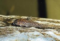 Aspidoras pauciradiatus